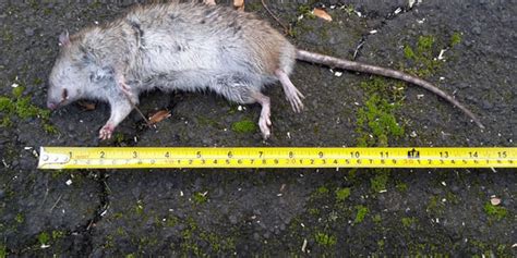 What City Has The Most Rats The Worlds Most Rat Infested Cities Revealed Nz Herald