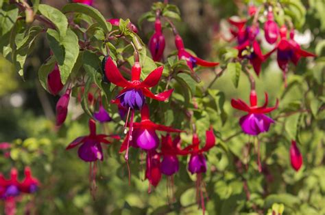 Fuchsia Plants: How To Grow And Care For Fuchsias