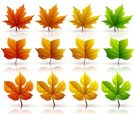 Set Of Colorful Autumn Leaves Isolated On White Background Stock Vector