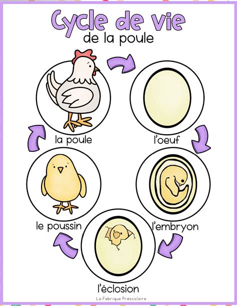 Le Cycle De Vie De La Poule