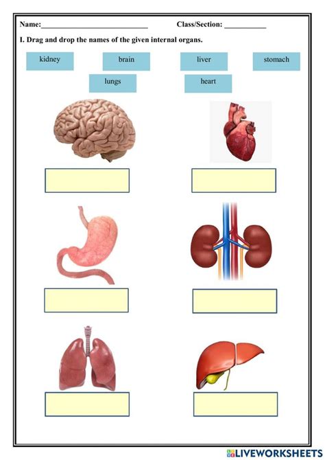 Human Body Worksheet For In Human Body Worksheets Classroom