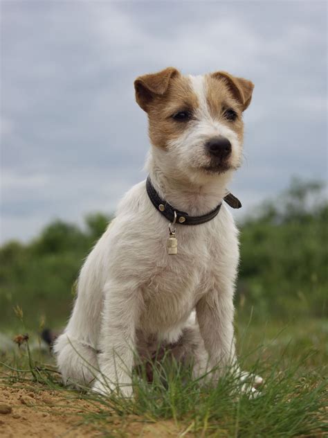 Jack Russell Terrier Information Dog Breeds At Thepetowners