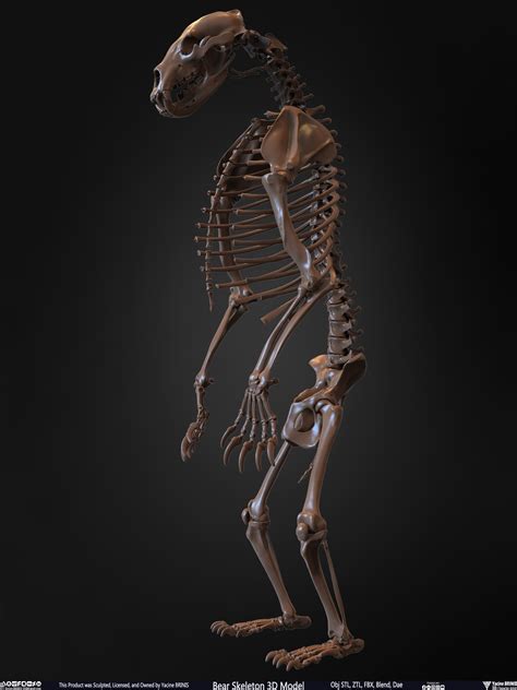 Artstation Bear Skeleton 3d Model Resources