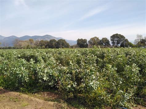 Maltempo Coldiretti Latina Danni A Frutteti E Vigneti Per La