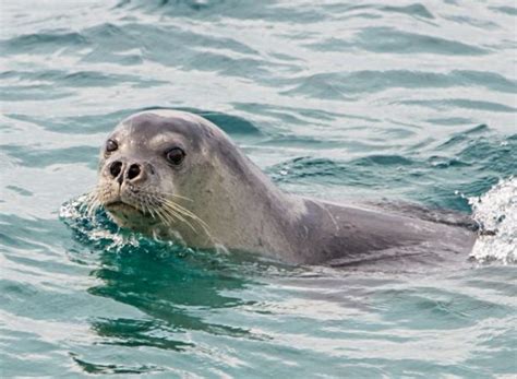 Foca Monje del Mediterráneo o Monachus monachus Extinción Animal 2024