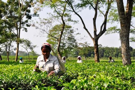 Steeping In Tradition Assam Tea Industry To Celebrate 200 Years Of Rich Flavor And Aroma