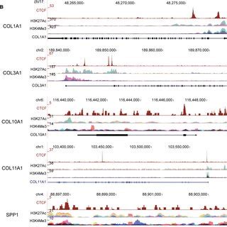 Ctcf Col A And Col A Promote Gastric Cancer Gc Cell Viability