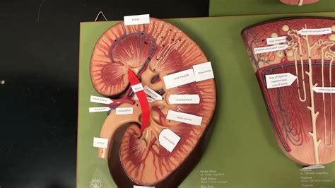 Nephron Kidney Model 