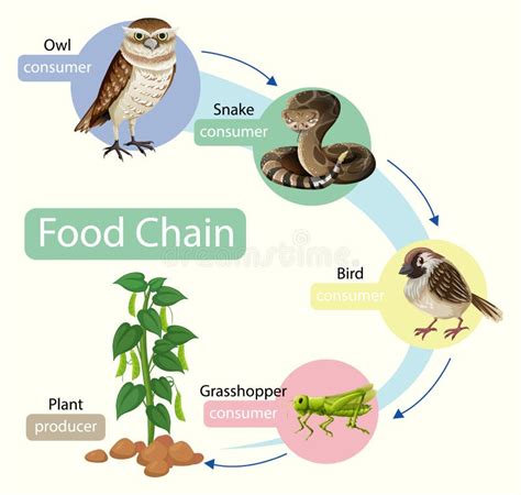 Conceito De Diagrama Da Cadeia Alimentar Ilustra O Do Vetor