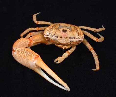 [MOD] Crabs!! (Beta 1.5_01) Version 1.1 :Red Crabs - Minecraft Mods ...
