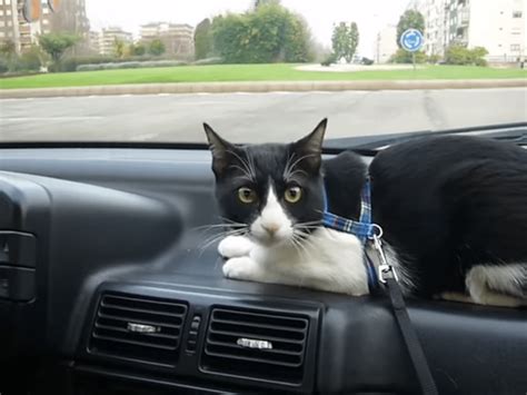 Como Tranquilizar A Un Gato En El Coche