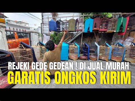 Semua Burung Gacoran Mewah Di Jual Fullset Gratis Ongkir Dan Garansi