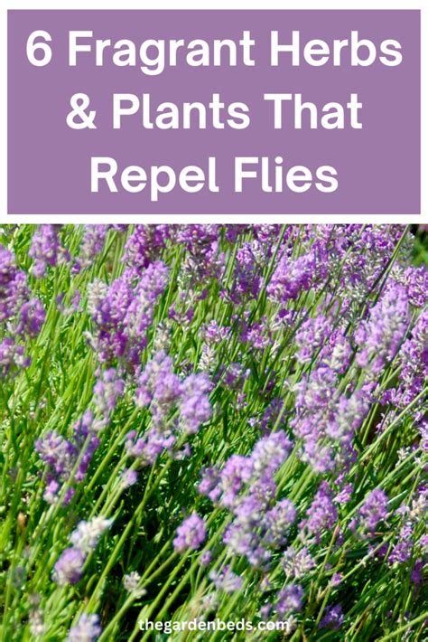 6 Fragrant Herbs And Plants That Repel Flies Garden Beds