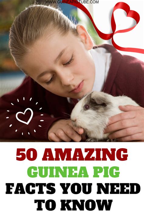 50 Amazing Guinea Pig Facts You Need To Know Artofit