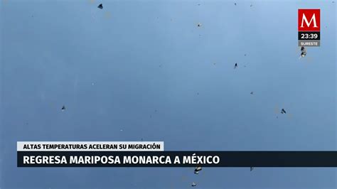 Calor Impacta Santuarios De La Mariposa Monarca Inician Regreso A EU