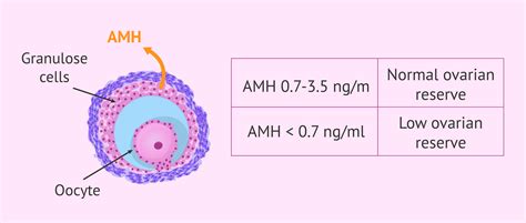 Relationship Between Amh Levels And Ovarian Reserve