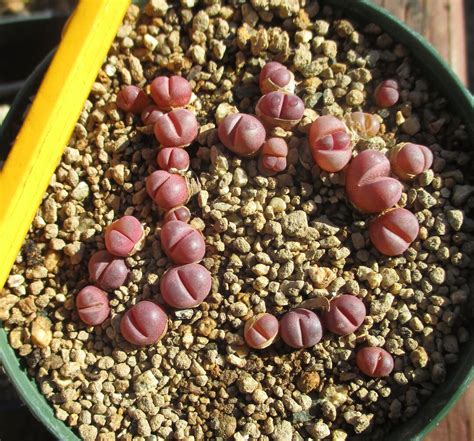 Twenty Seven Baby Lithops Optica Rubra In A 3 Inch Pot Etsy