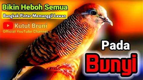 Suara Burung Perkutut Bangkok Gacor Merdu Ampuh Untuk Pancingan Semua