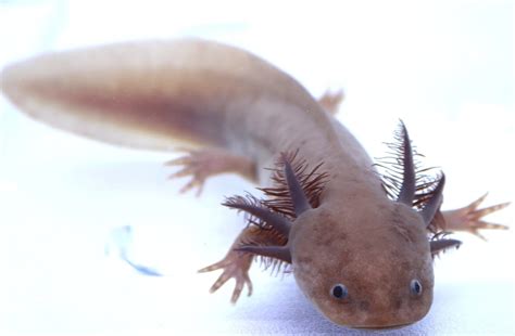 Melanoid Axanthic Copper Axolotl | Axolotls For Sale | Fantaxies