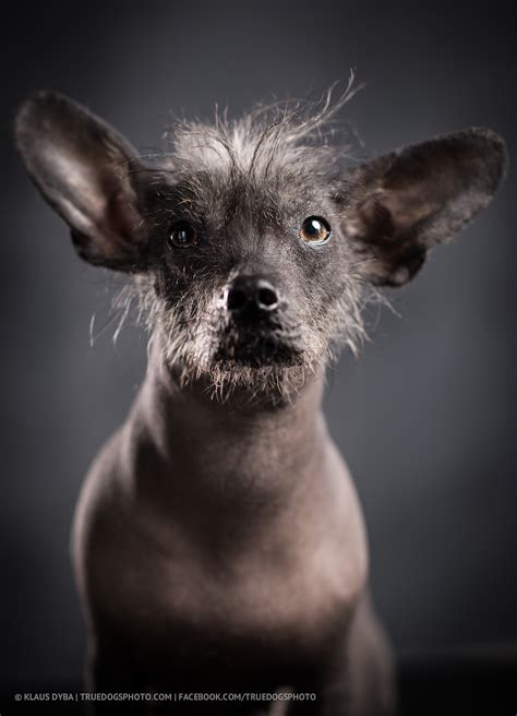 Xolo dogs becoming the most popular pet choice in cities 27