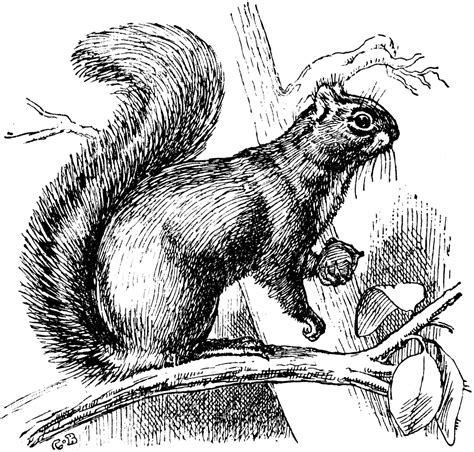 Squirrel Black And White Free Squirrel Clipart Clip Art Pictures