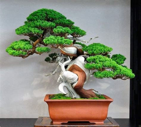 Pin By Bagus Wijaya On Bonsai Insp Bonsai Planter Pots Planters