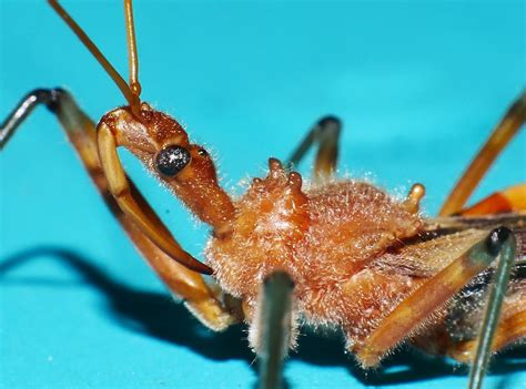 Whitsunday Black Spotted Orange Assassin Bug Gminatus Sp R Flickr