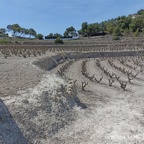 Viñedos de Teulada Moraira en mayo de 2024 LaMarinaAlta