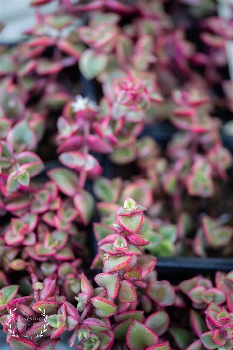 Crassula Calico Kitten Well Rooted Uk Grown Succulents Corseside Nursery Pembrokeshire Uk