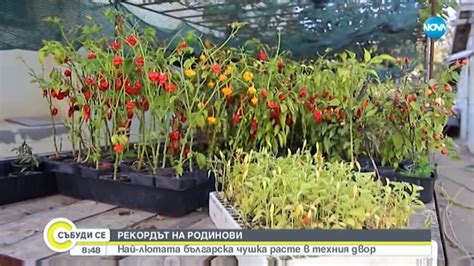 Семейство отгледа най-лютата чушка у нас (ВИДЕО) | NOVA