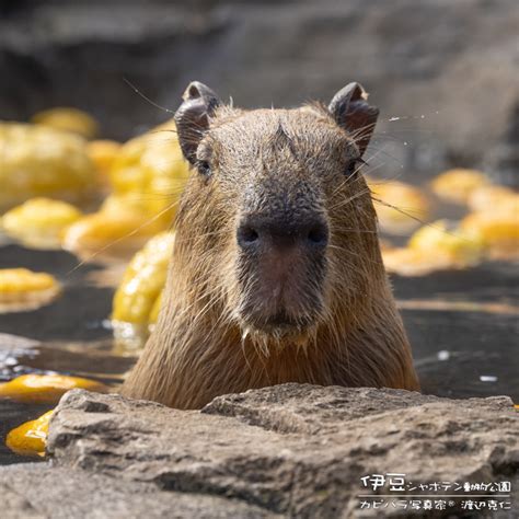 限無に切大は旗国 on Twitter RT capybarahp おはようございます N N カピバラ 水豚