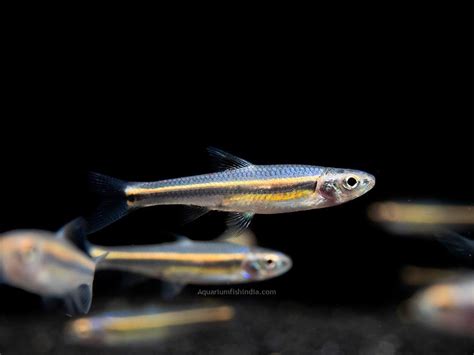 Rainbow Shiner Aquarium Fish India