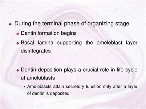 Ppt Amelogenesis Process Of Enamel Formation Cell Responsible