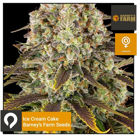 Ice Cream Cake Barneys Farm Seeds Feminised Seeds Kazam Seeds