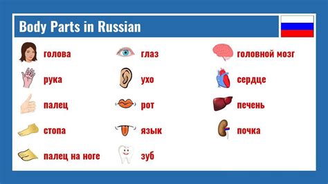 Body Parts In Russian Youtube