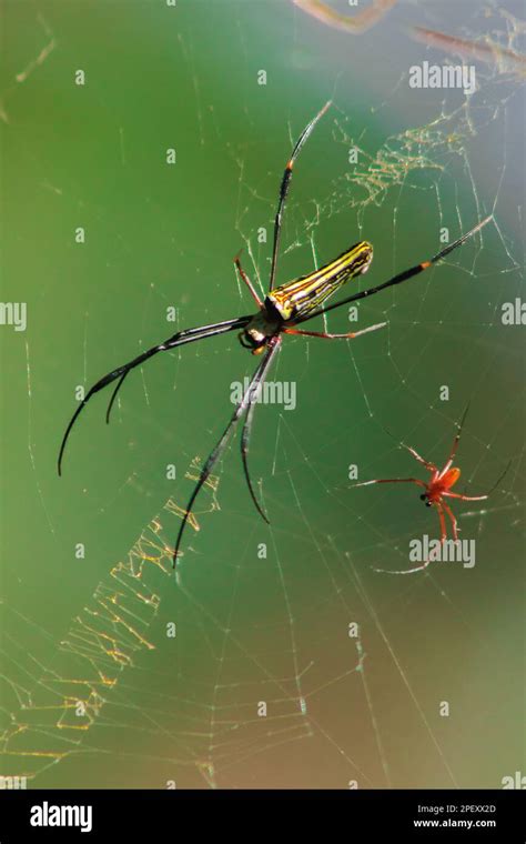 Nephila Maculata Spiders Lie On The Leaves To Trap Prey Golden Orb Weaver Spider Nephila