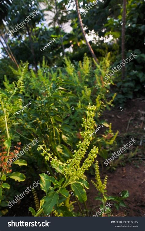 Ocimum Campechianum Commonly Called Least Basil Stock Photo