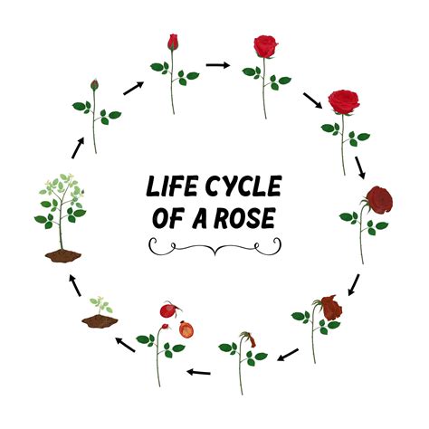 Premium Vector | Rose life cycle flat vector isolated on white background