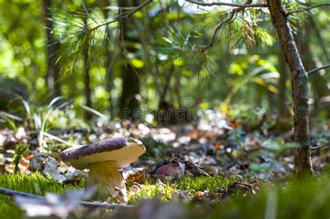 Large Porcini Mushroom Grow In Wood Stock Photo Image Of Brown