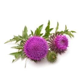 Buy Bulk Milk Thistle Seed Oil Jedwards International