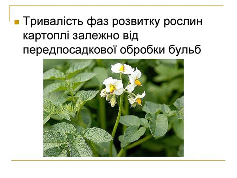 Вплив елементів технології вирощування на формування врожаю картоплі ...