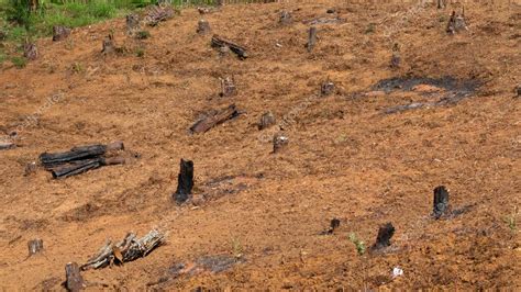 Antiguo Bosque De Pinos Que Acaba De Ser Talado Para Su Replantaci N