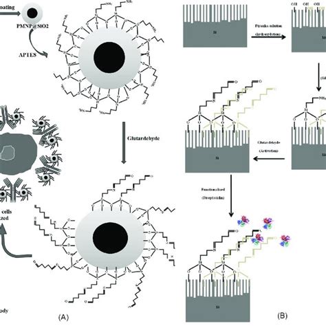 A Schematic Representation Of The Surface Functionalization Of