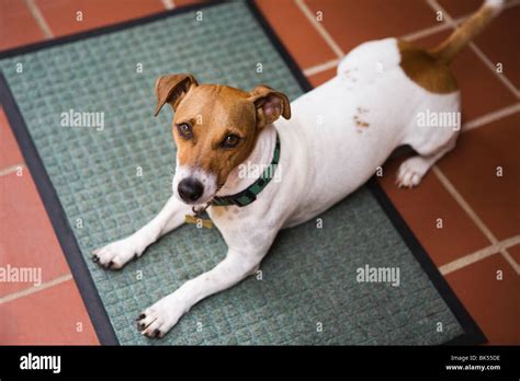 Smooth Coat Jack Russell Terrier Stock Photo - Alamy