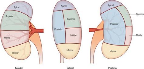 Kidney And Ureter Basicmedical Key