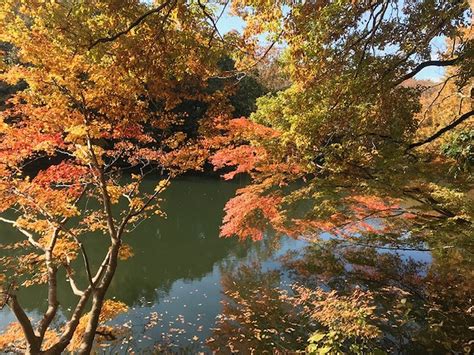 湖面を彩る震生湖の紅葉 はだの旬だより 秦野市観光協会