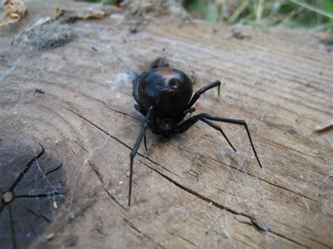Redback spider - Facts, Diet, Habitat & Pictures on Animalia.bio