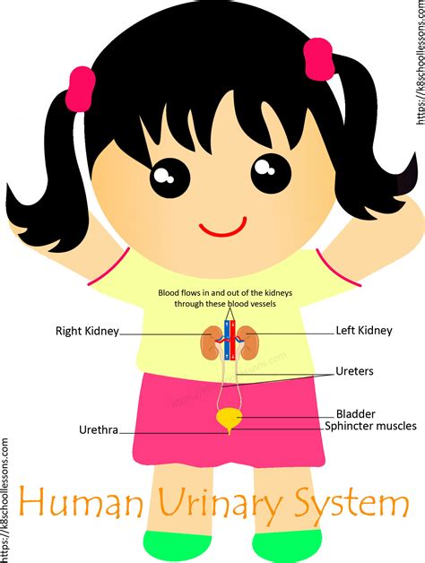 Urinary System Worksheet Kidney Urinary System