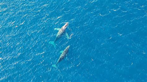 Humpback Whales At Maroubra Beach Sydney Australia Slow TV YouTube