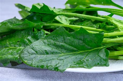 Young Fresh Leaves Of Green Organic Spinach Ready To Cook Stock Image